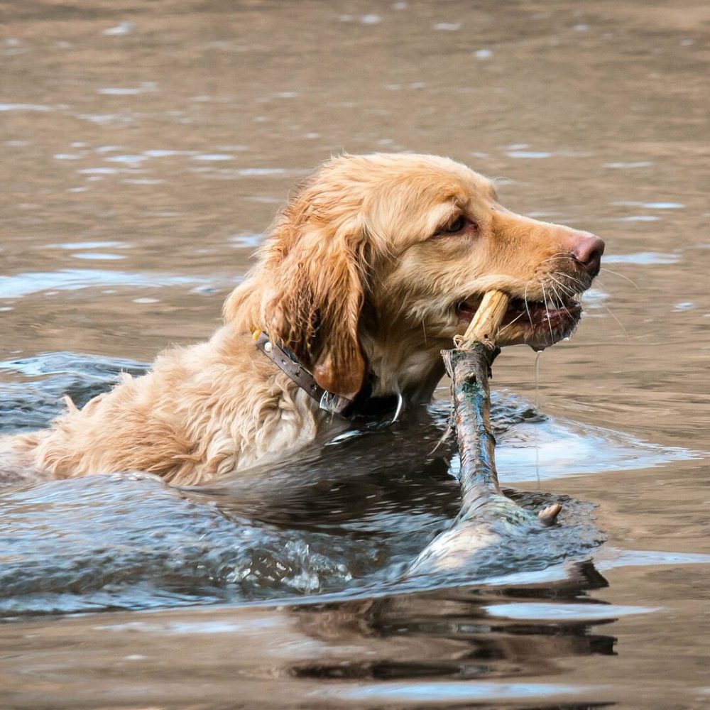 Hund Urlaub am Wasser